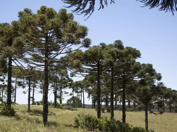 fazenda 100 alqueires