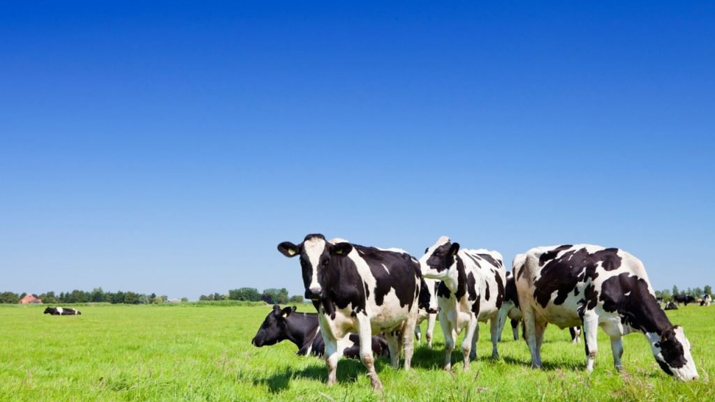 fazenda 100 alqueires